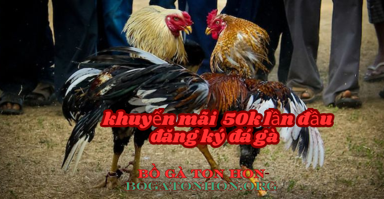 bồ gà ton hon đá gà cựa dao
