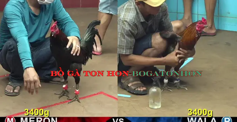 BỒ GÀ TON HON - bogatonhon đăng ký đá gà