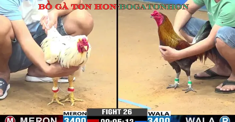 BỒ GÀ TON HON - bogatonhon đăng nhập đá gà