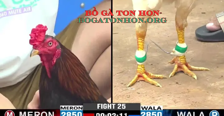 BỒ GÀ TON HON - bogatonhon