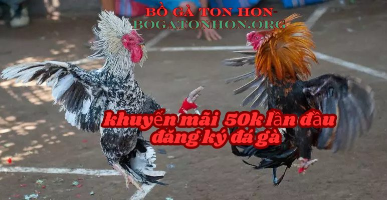 bồ gà ton hon đá gà cựa dao