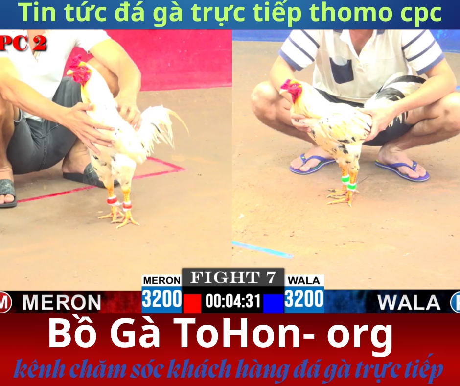 dịch vụ chăm sóc khách hàng trang đá gà trực tiếp ga67
