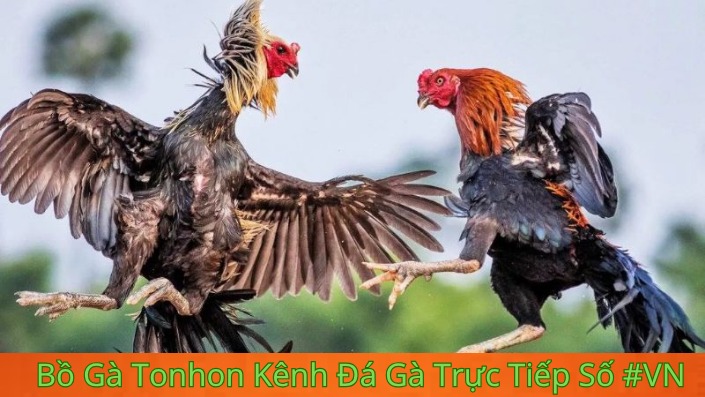 Lợi Ích Khi Theo Dõi Đá Gà Trực Tiếp khi đăng ký tại bồ gà tonhon