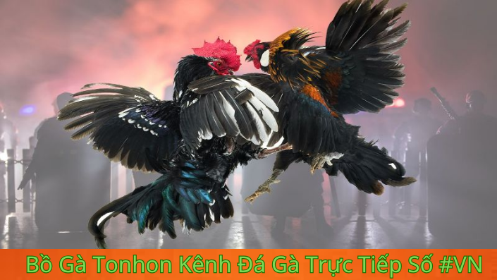 Các Sự Kiện Đặc Biệt Tại Bồ Gà Tonhon