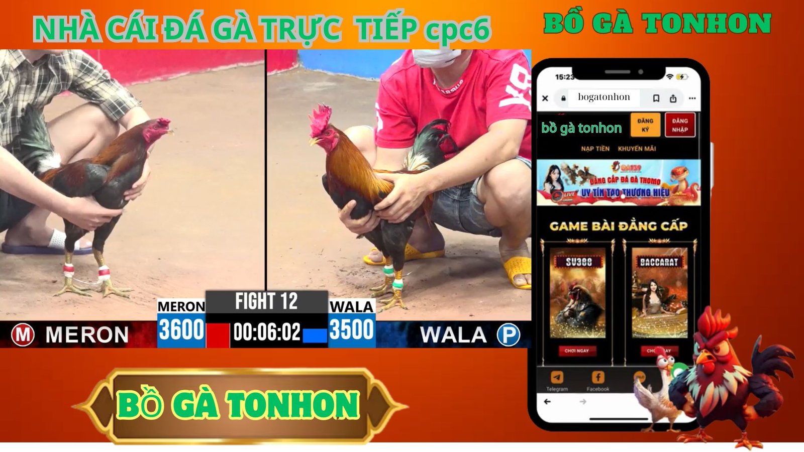 Tại Sao Nên Chọn Tonhon Đá Gà Trực Tiếp Hàng Ngày?