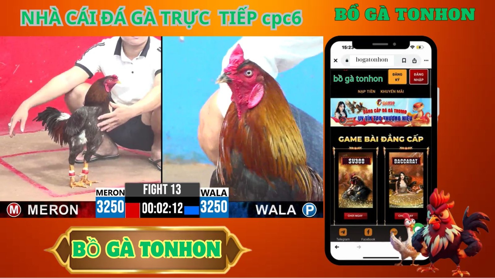 Một Số Lưu Ý Khi Chơi Tonhon Đá Gà - bồ gà tonhon 