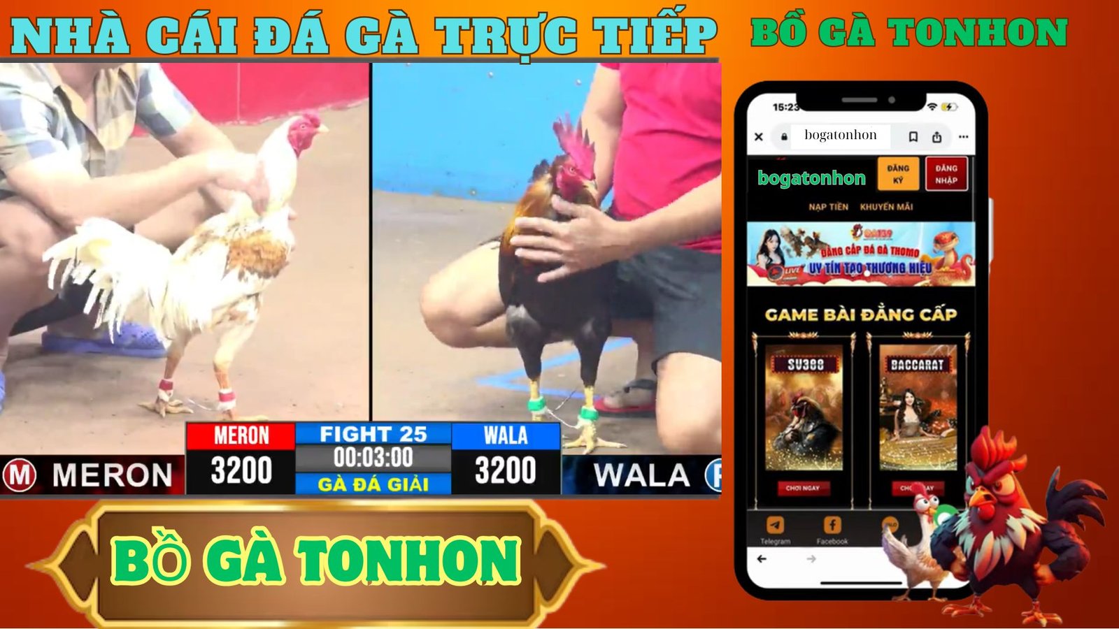 cá giống gà , thái mỹ , siêu mỹ , peru được cái idol yêu thích tại giái daga tohnon 