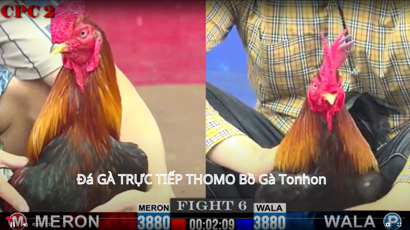  Đá Gà Cựa Sắt Bồ Gà Tonhon Mới Nhất 2025: Hướng Dẫn Tận Tình và Chi Tiết