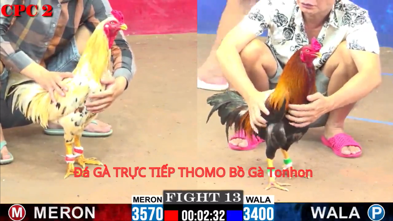 Đá Gà Trực Tiếp CPC6 - Bồ Gà Tonhon: Trải Nghiệm Đỉnh Cao Trong Thế Giới Đá Gà
