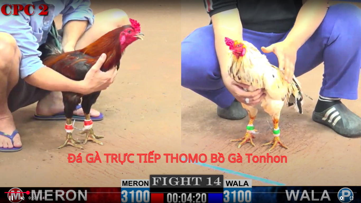 Những lợi ích khi tham gia đá gà trực tiếp tại CPC6 - Bồ Gà Tonhon