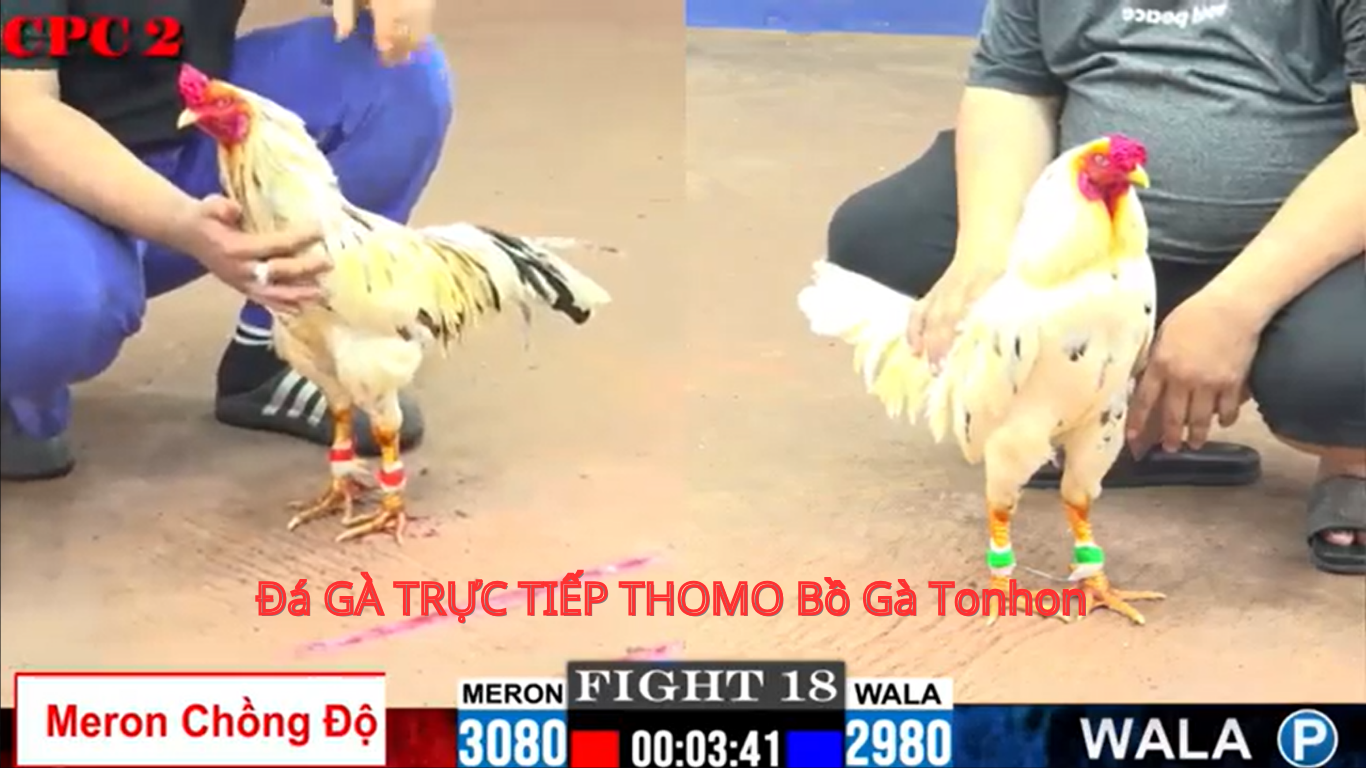 Hướng dẫn tham gia đá gà trực tiếp tại CPC6 - Bồ Gà Tonhon
