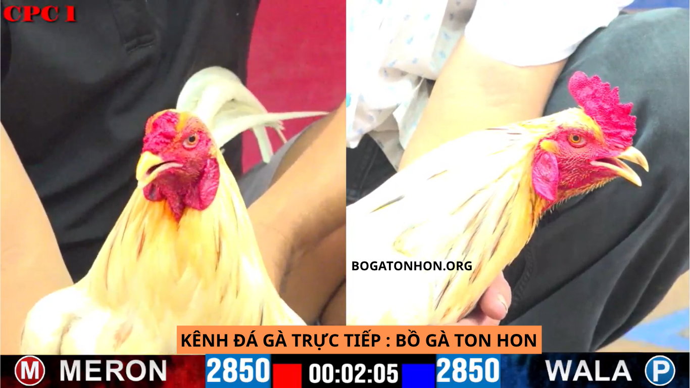 Những Lợi Ích Khi Xem Bồ Gà Tonhon Đá Gà Trực Tiếp