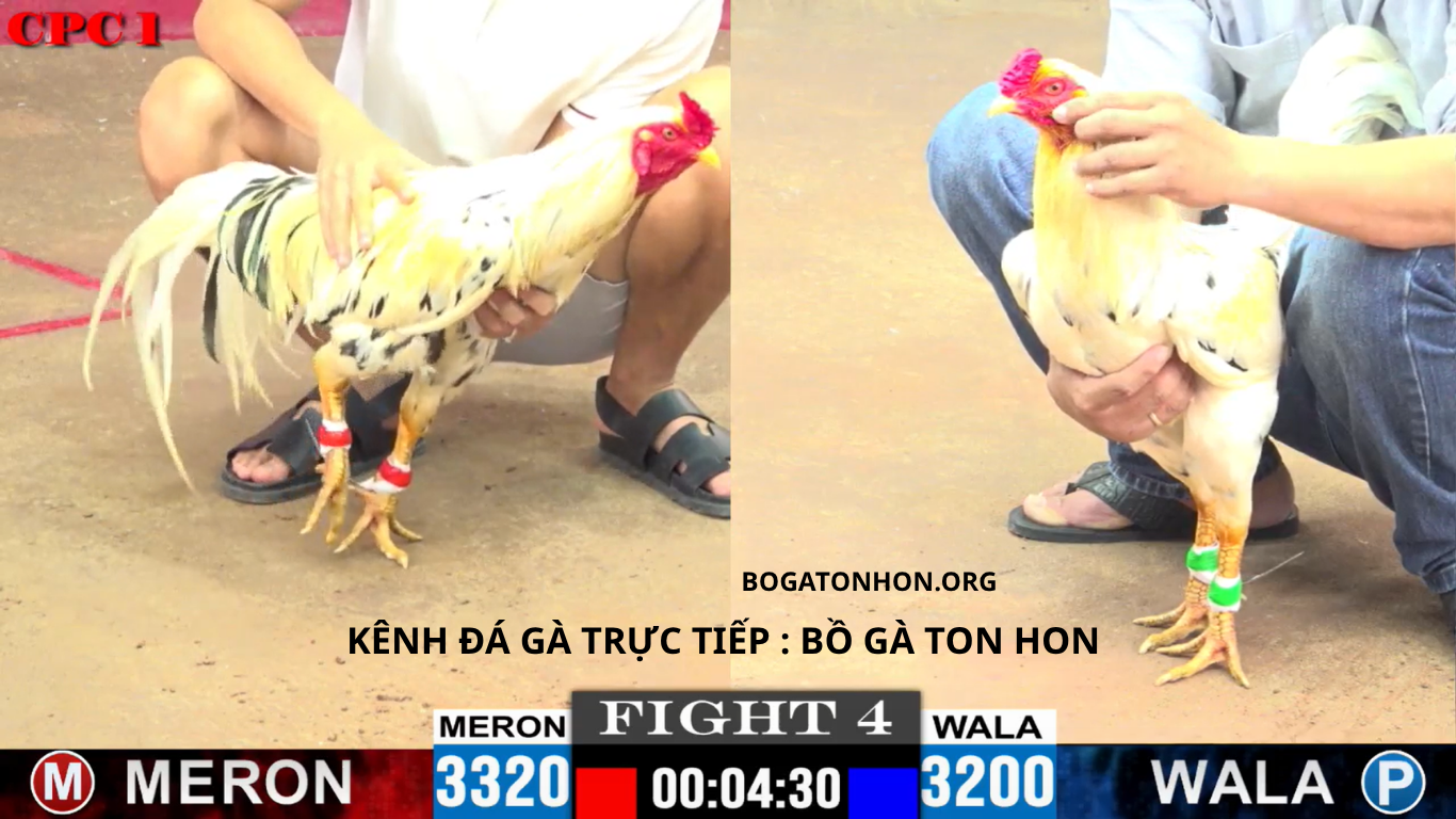 Bồ Gà Tonhon Đá Gà Trực Tiếp