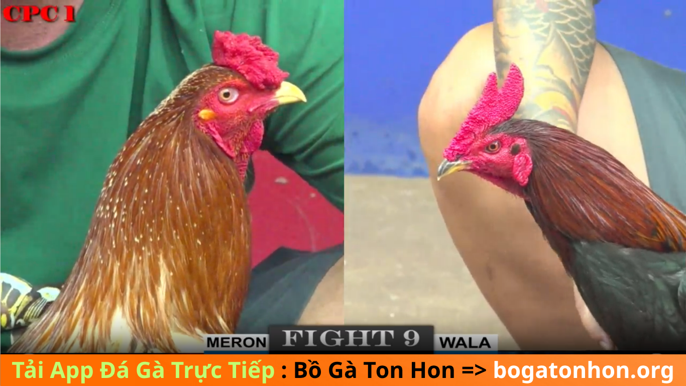 hướng dẫn cách tải app cài đặt app đá gà trực tiếp , tại trang web bồ gà tonhon