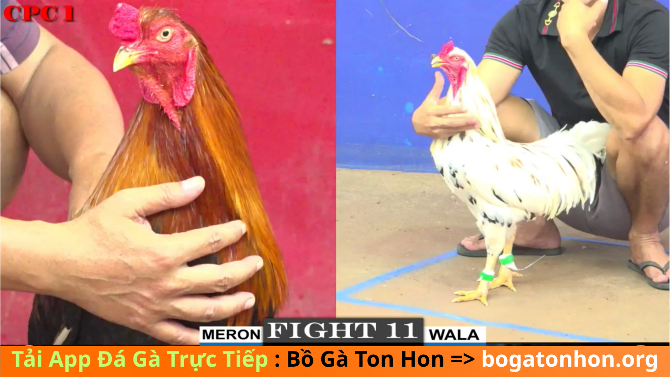 hướng dẫn cách đăng ký tài khoản đá gà trực tiếp tại bồ gà tonhon