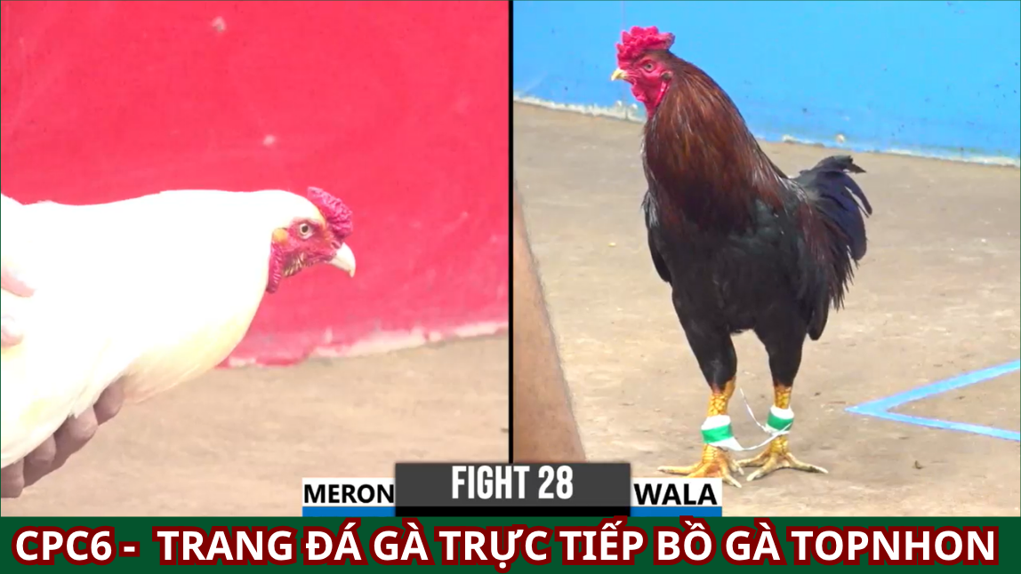 Các Giống Gà Đá Nổi Bật Tại Hưng Cần Thơ
