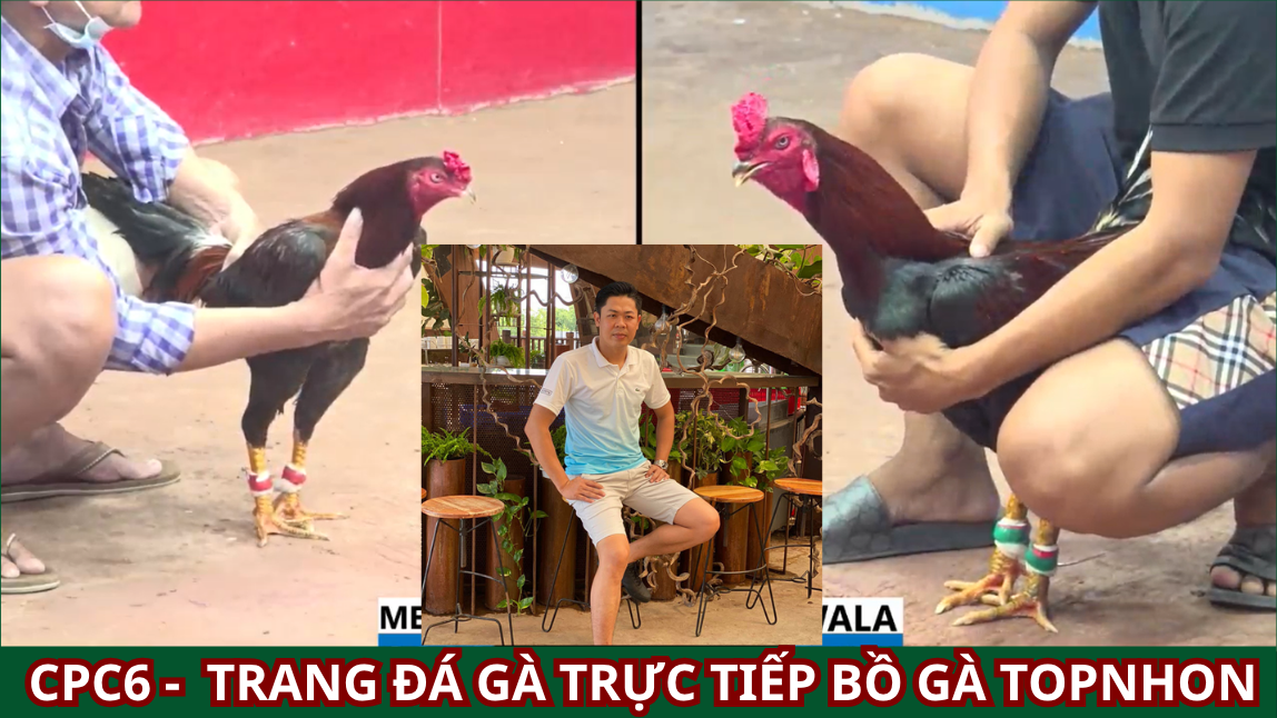 Tiểu Sử Sư Kê Hưng Cần Thơ: Trại Gà Đá Nổi Tiếng Miền Tây