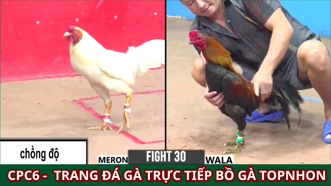 Đá Gà Tonhon Trực Tiếp: Hành Trình Khám Phá Đam Mê