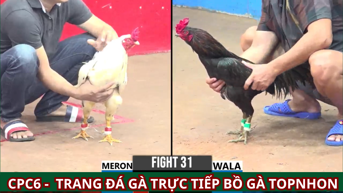 Cách Đăng ký Tham Gia Đá Gà Tonhon Trực Tiếp