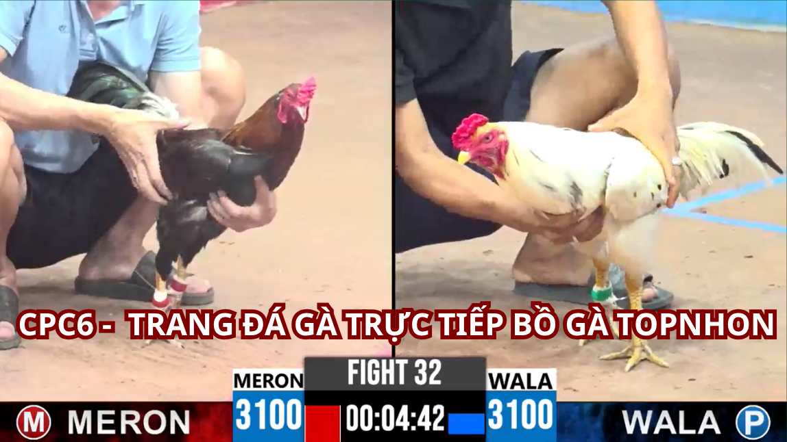 Những Điều Cần Lưu Ý Khi Tham Gia Đá Gà Tonhon Trực Tiếp