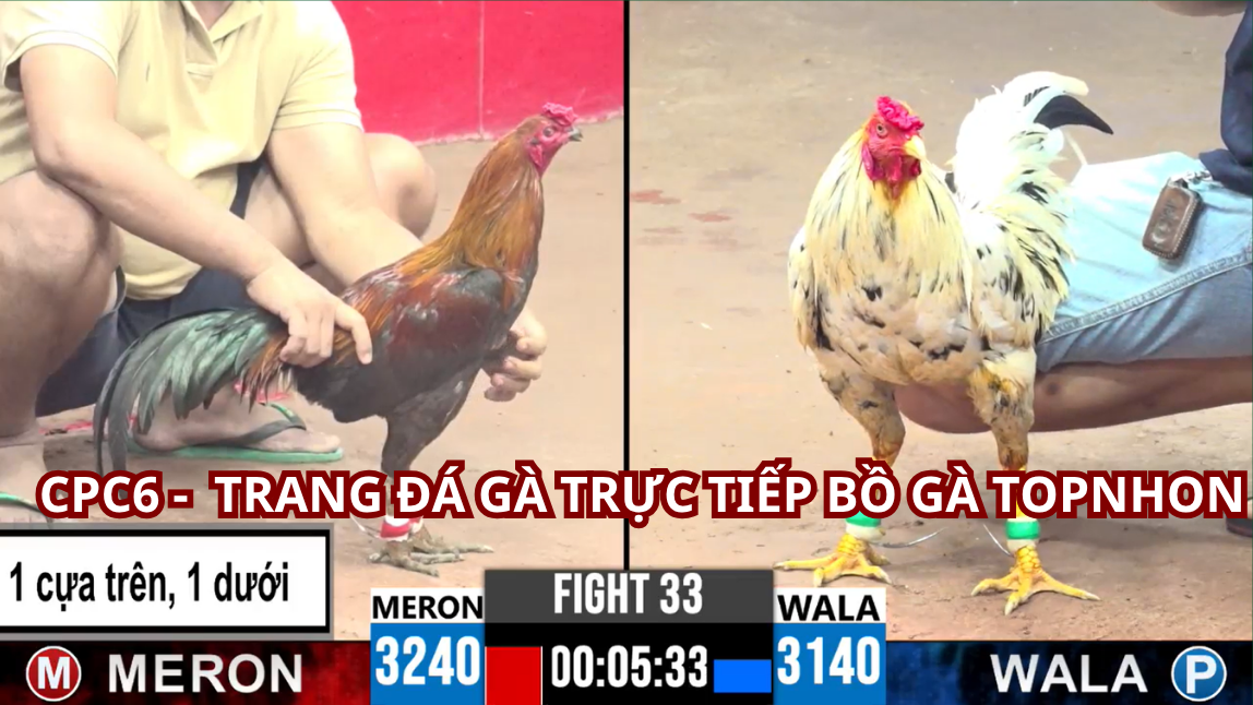 Bồ Gà Tonhon Trực Tiếp Đá Gà Hôm Nay: Xu Hướng Mới Trong Giải Trí