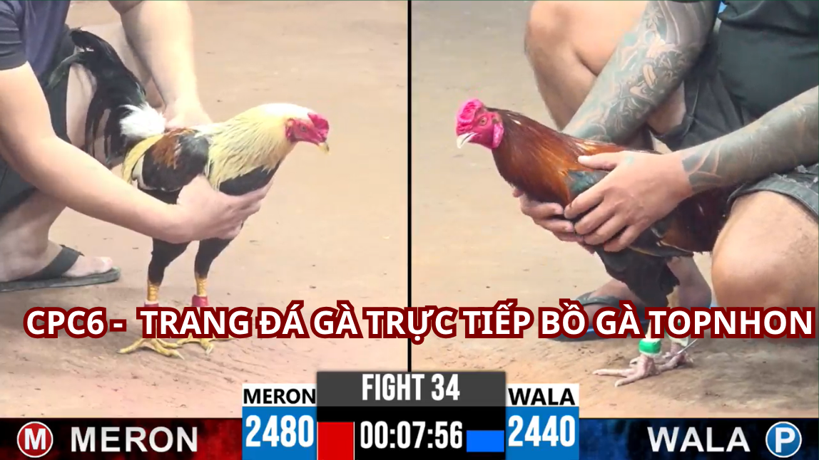 Những Tính Năng Nổi Bật Của Bồ Gà Tonhon