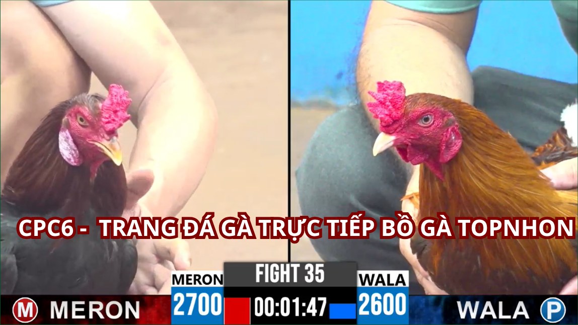 Đăng Ký Tài Khoản đá gà bồ gà tonhon