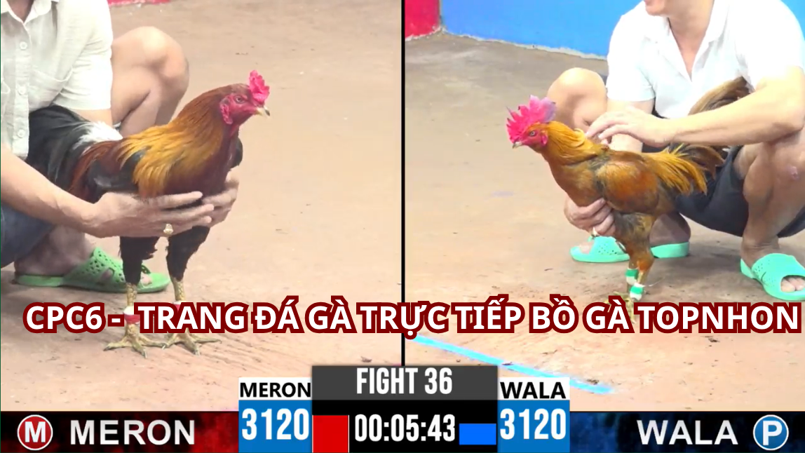 Giải Đáp Những Thắc Mắc Về Bồ Gà Tonhon