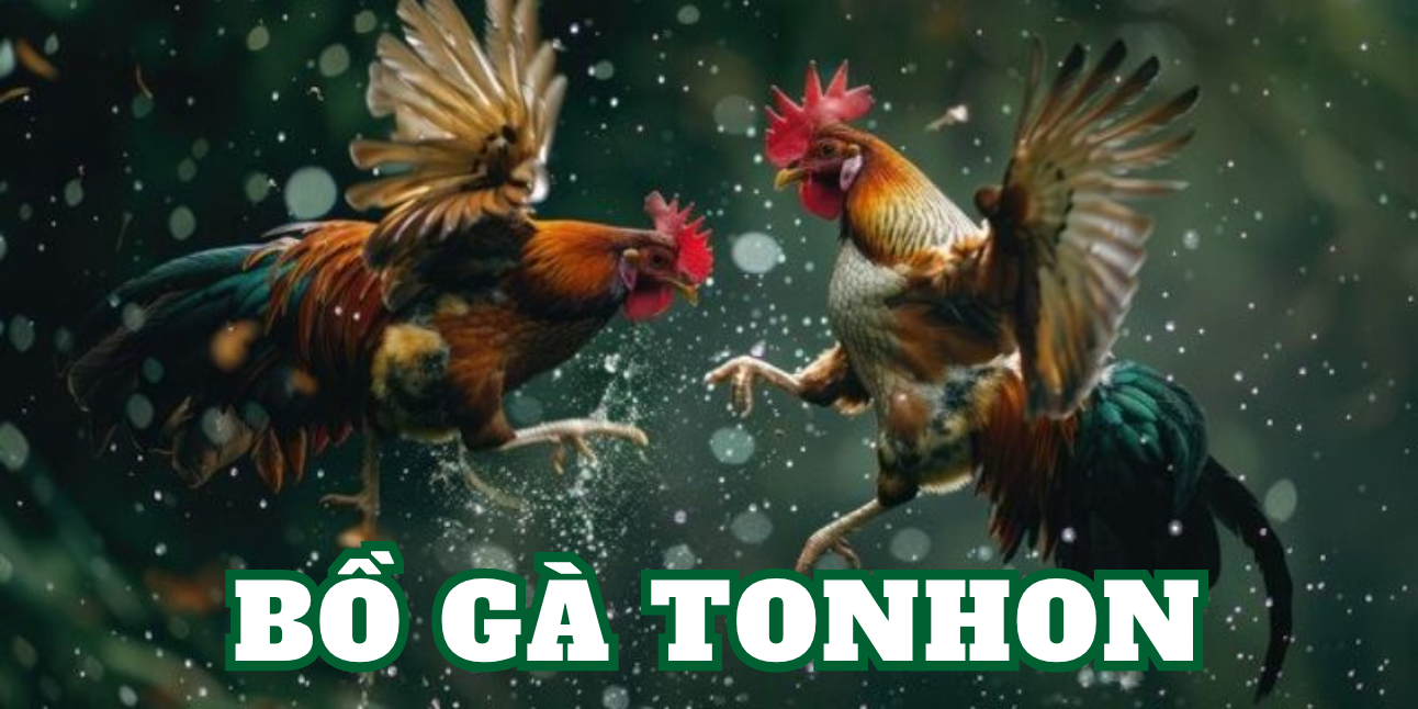 Bồ Gà Tonhon: Địa Chỉ Tin Cậy Dành cho các kê thủ 