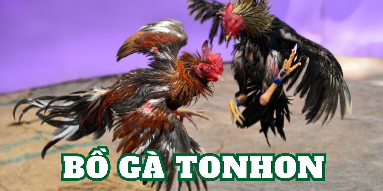 Tham Gia Bồ Gà Tonhon: Quy Trình Đăng Ký tài khoản đá gà trực tiếp 