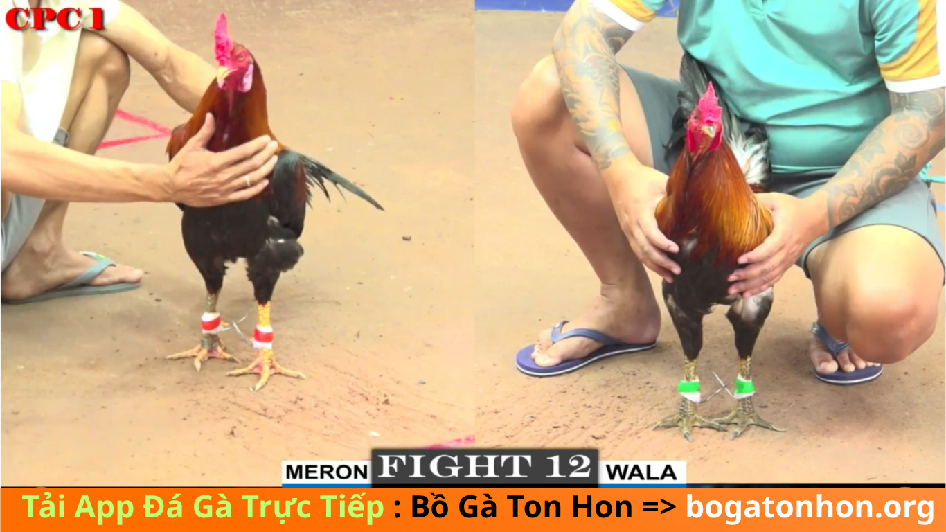 Một Số Lưu Ý Khi Sử Dụng APP Đá Gà Bồ Gà Tonhon