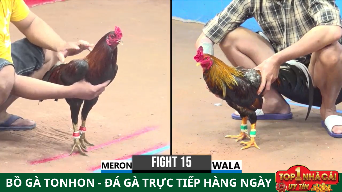 Bồ Gà Tonhon Đá Gà Trực Tiếp Hàng Ngày: Thế Giới Đam Mê Thú Vị