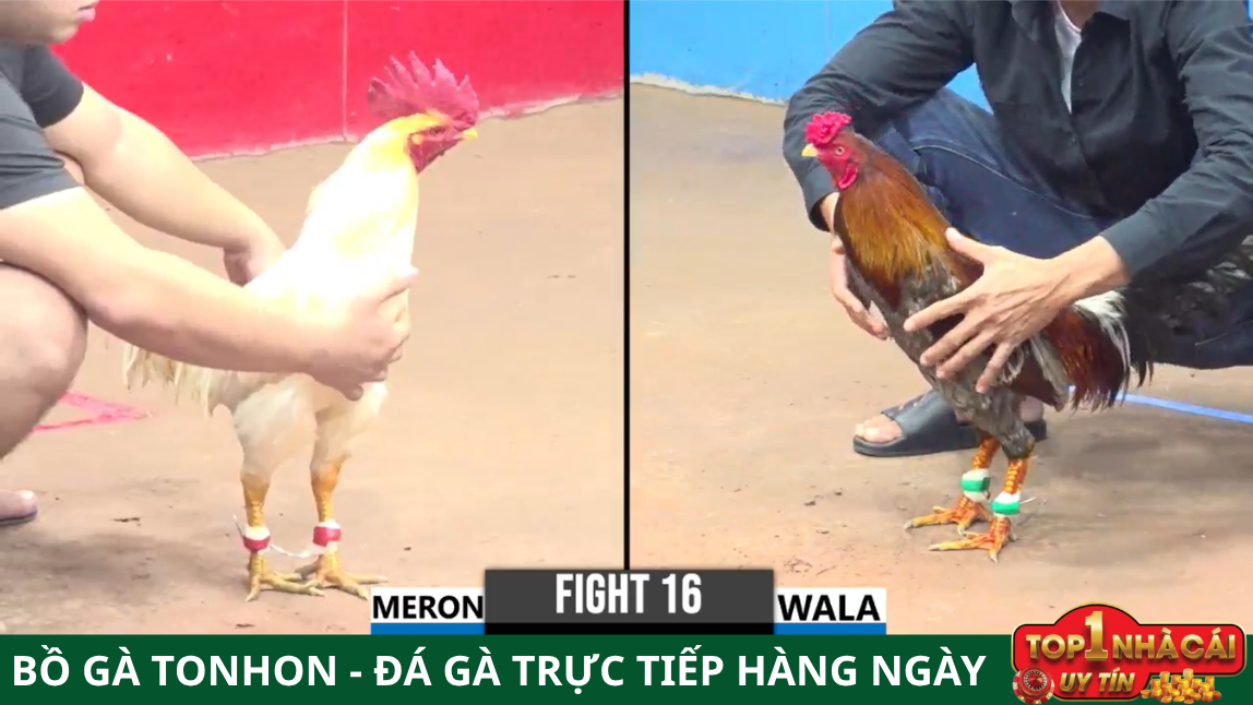 Hướng dẫn tham gia đá gà trực tiếp hàng ngày