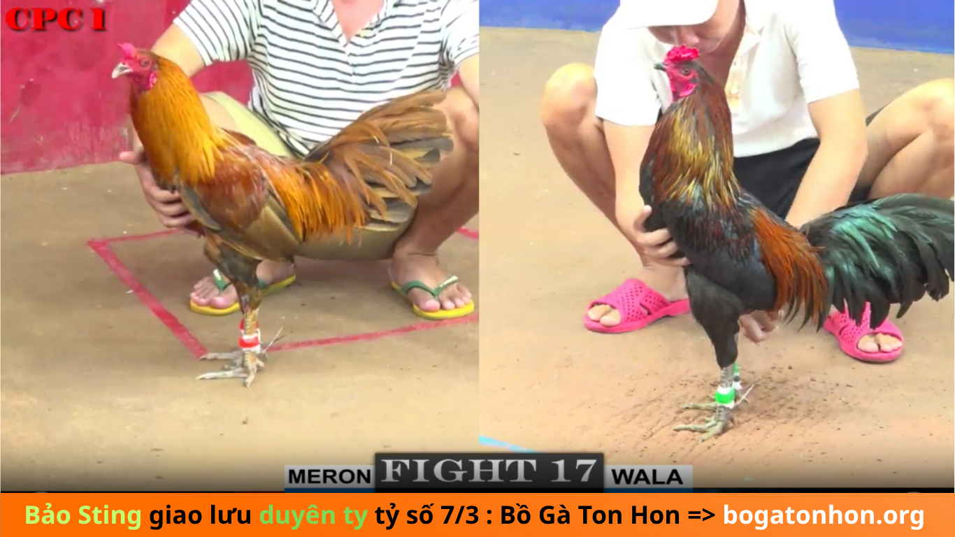 Bảo Sting Giao Lưu Đá Gà Cùng Duyên Ty Tại Bồ Gà Tonhon” được tổ chức vào ngày 06 tháng 07  năm 2025