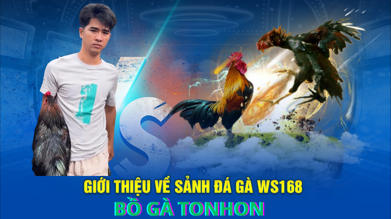 Tin Mới Nhất Đá Gà Trực Tiếp Bồ Gà Tonhon