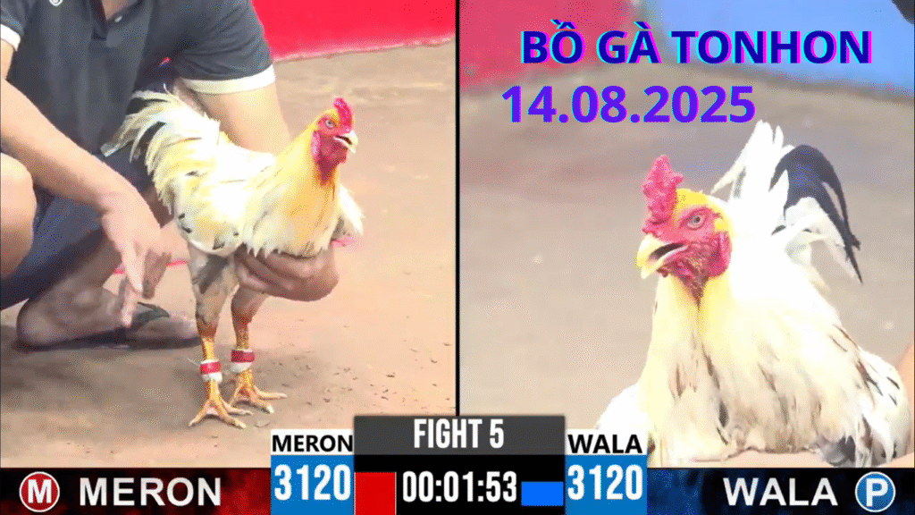 Bồ Gà Tonhon Trực Tiếp Đá Gà Hôm Nay 14.08.2025 Cận Cảnh Thế Giới Đá Gà Nảy Lửa