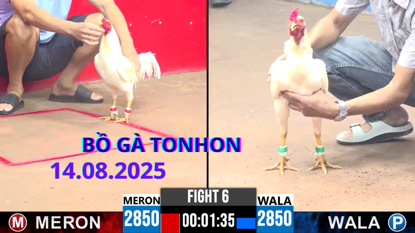 Những Trận Đá Gà Hấp Dẫn TẠI Tonhon Nhất Hôm Nay