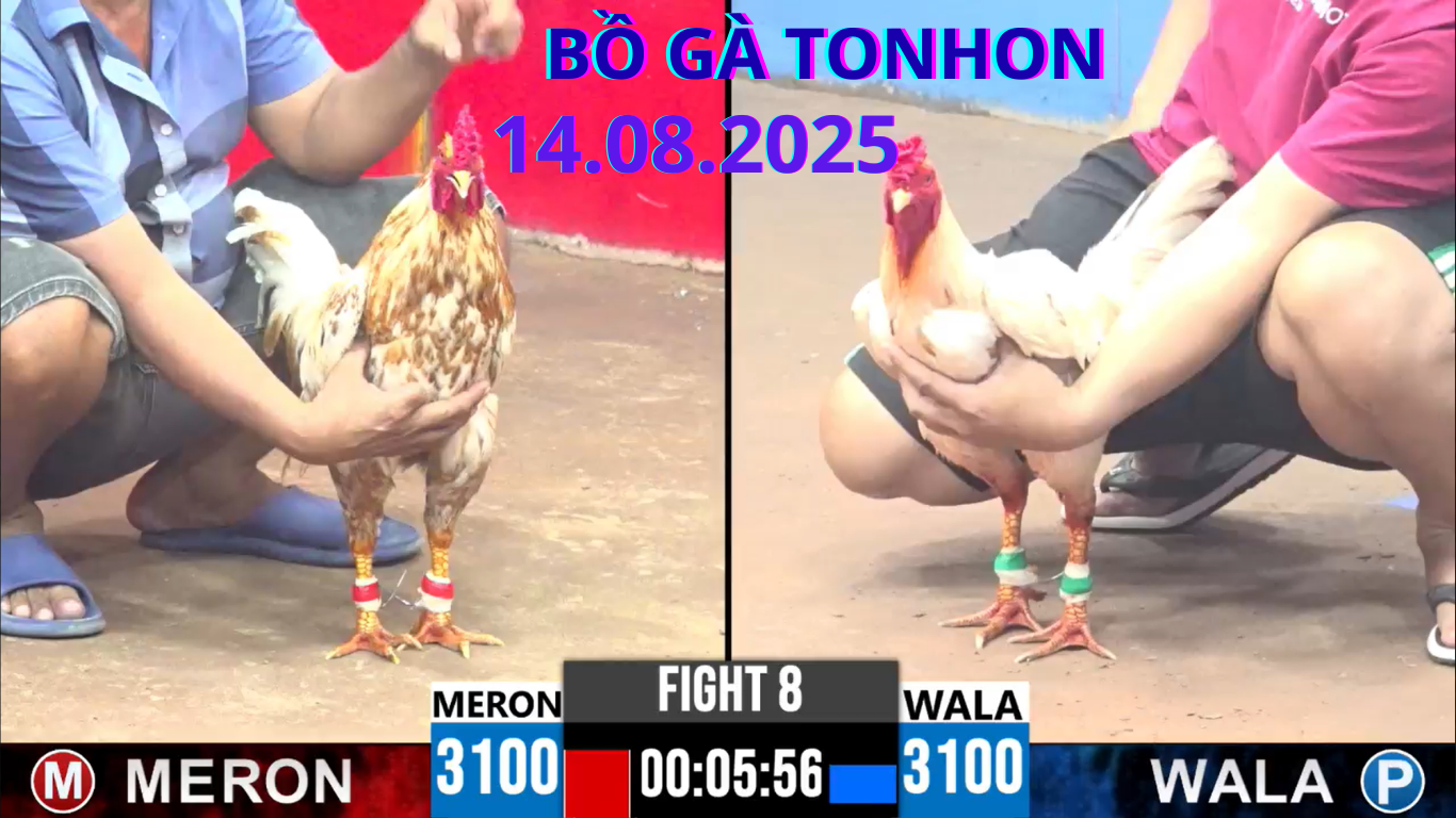 hướng dẫn đăng ký tài khoản đá gà trực tiếp tiếp tại bồ gà tonhon