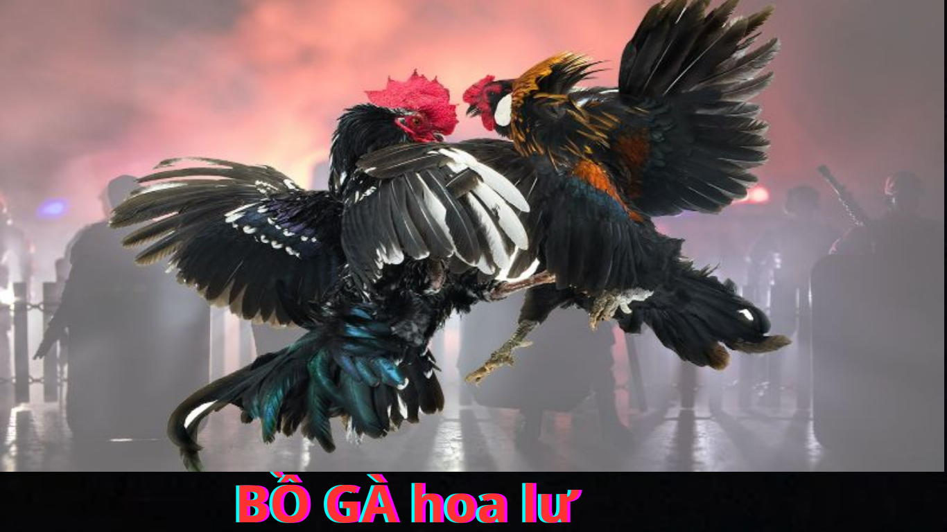 Đá Gà Trực Tiếp bồ gà hoa lư - Hấp Dẫn Tại lộc ninh Bình phước