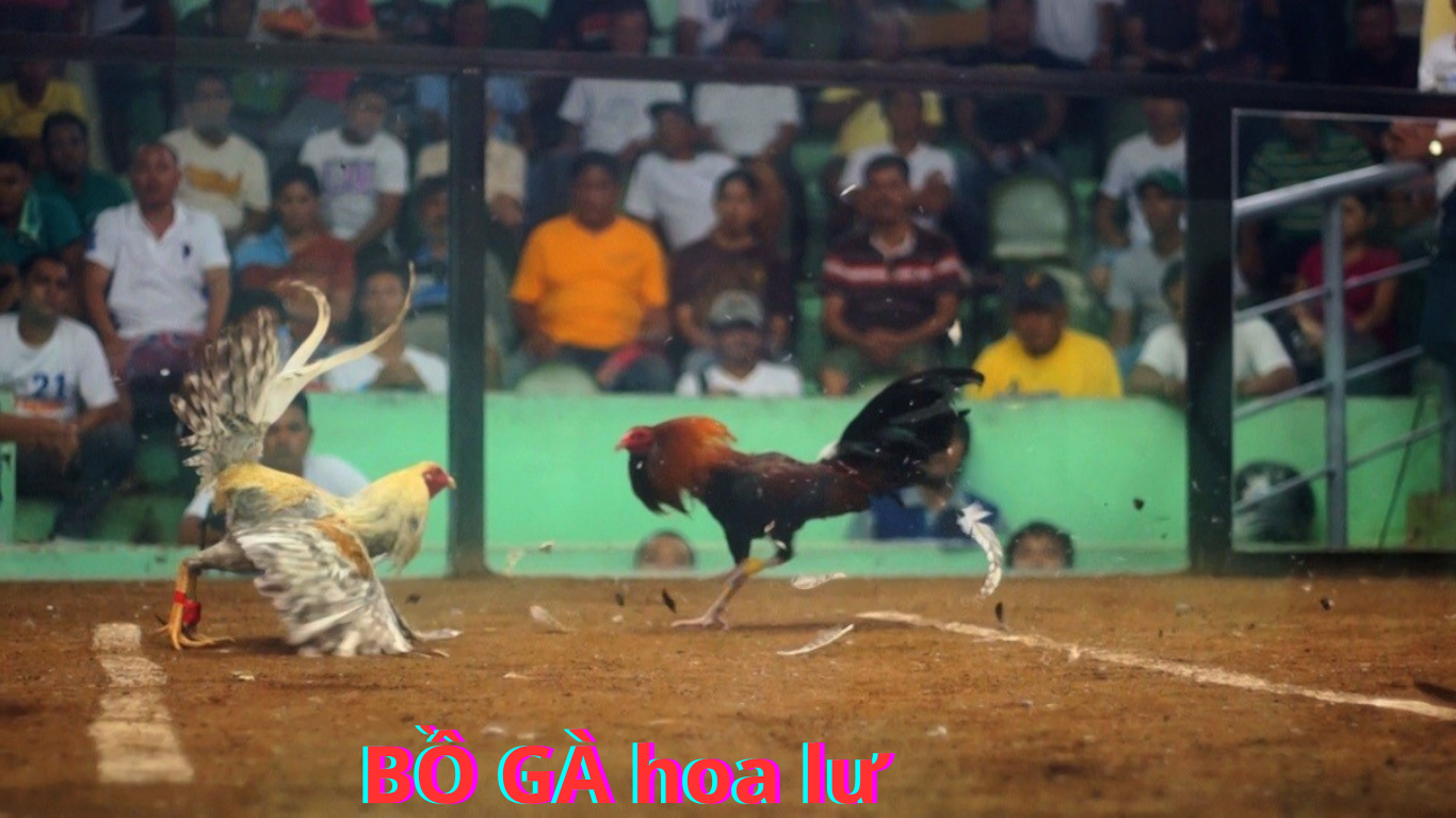 Bồ Gà Lộc hoa lư - Sự Hòa Quyện Giữa Truyền Thống và Hiện Đại