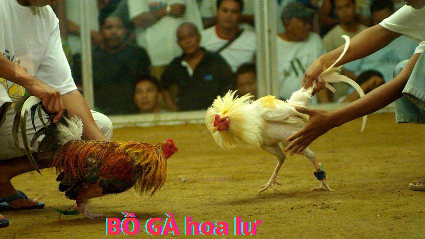 Giới thiệu về Bồ Gà Hoa Lư Lộc Ninh Bình Phước