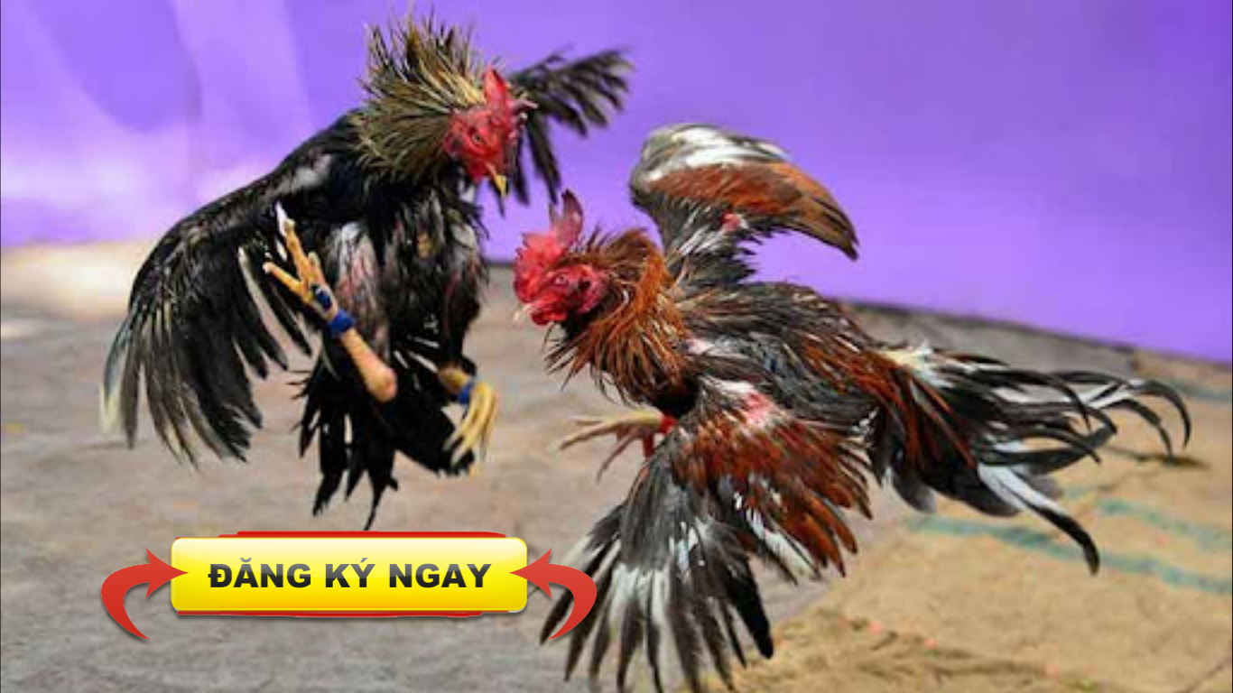 Đăng Ký Tài Khoản Nhà Cái Bj38 Từng Bước Một