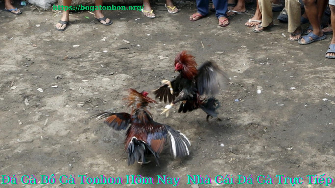 Hướng dẫn Đăng Ký tham gia cá cược tại Bồ Gà TonHon
