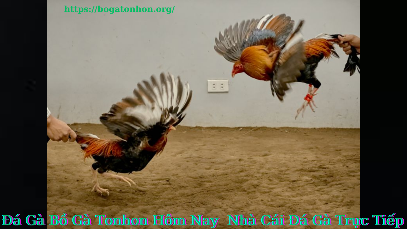 Bồ Gà TonHon Nhà Cái Đá Gà Trực Tiếp Hàng Ngày