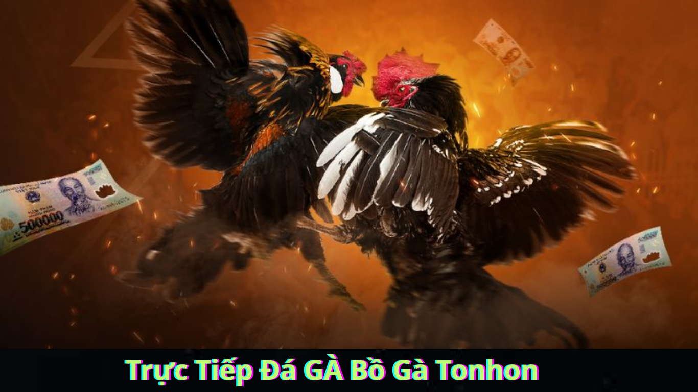 Trực Tiếp Đá GÀ Bồ Gà Tonhon Hành Trình Khám Phá Văn Hóa Đá Gà Việt Nam