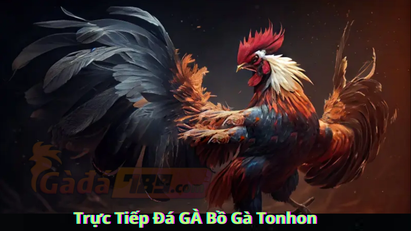 Những Kinh Nghiệm Khi Tham Gia Trực Tiếp Đá GÀ Bồ Gà Tonhon