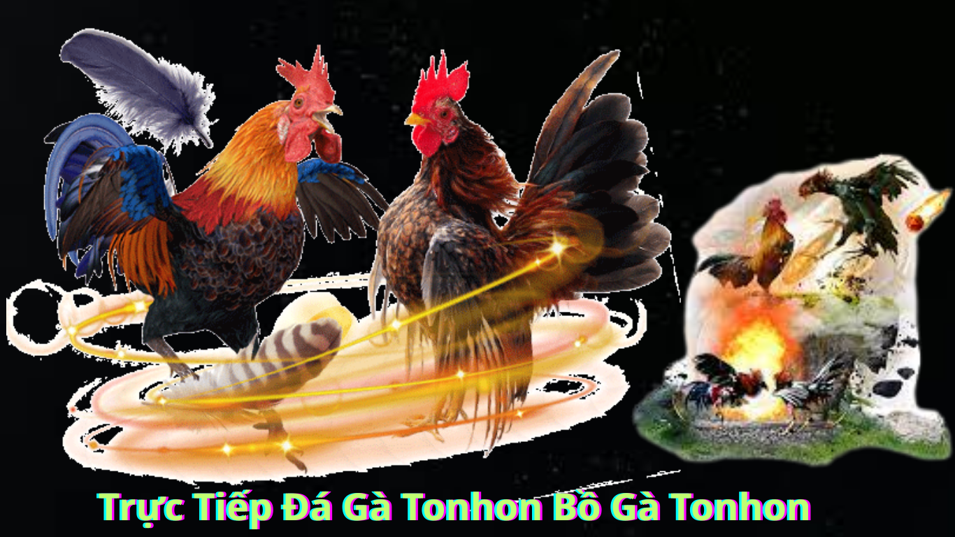 Cách thức tham gia link  Trực Tiếp Đá Gà Tonhon