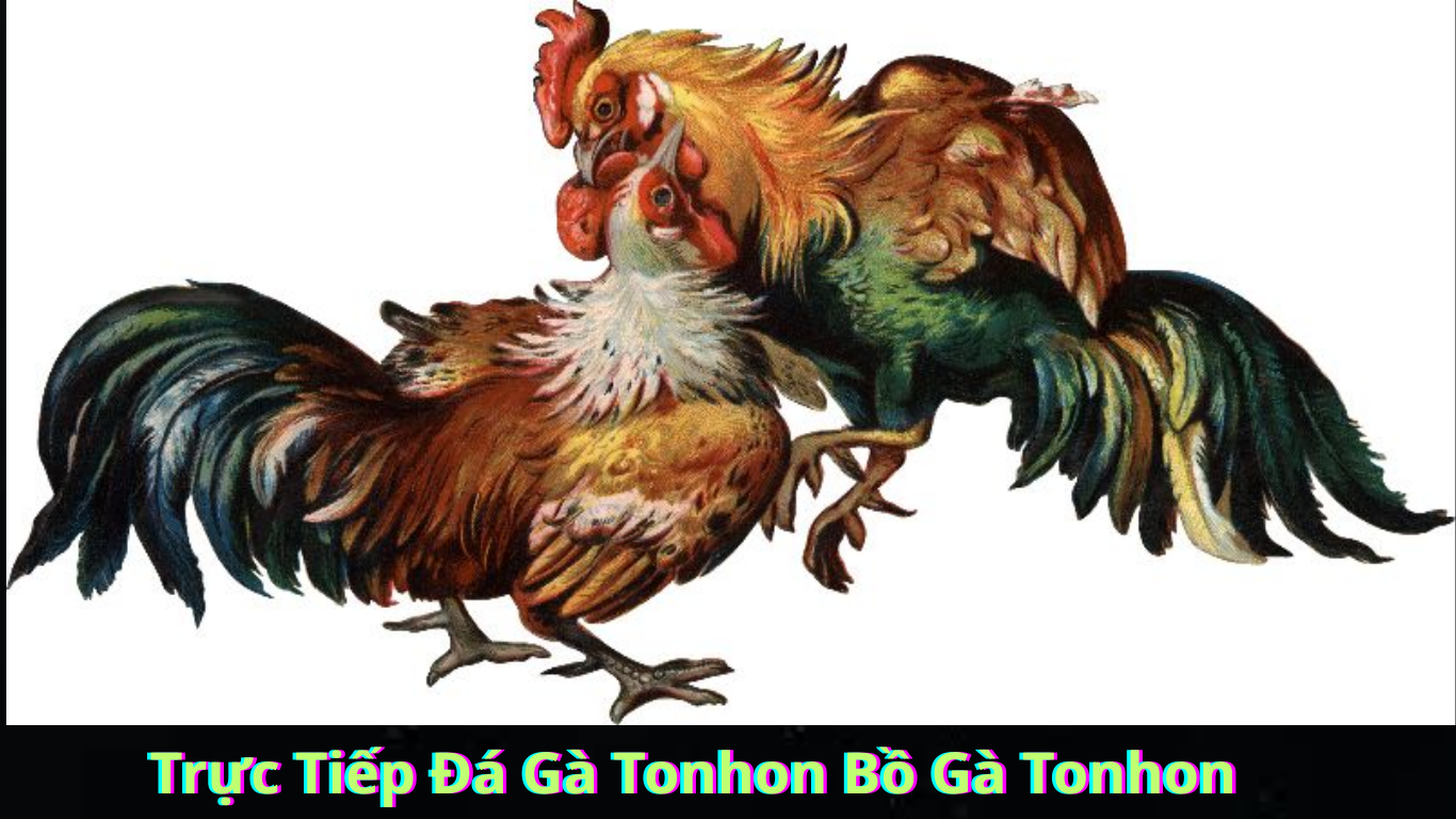 Tầm ảnh hưởng của đá gà Tonhon trong văn hoá Việt Nam