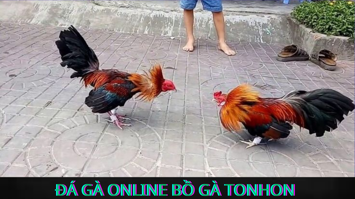 Tìm Hiểu Về Các Loại Gà Thường Gặp Trong Đá Gà Online