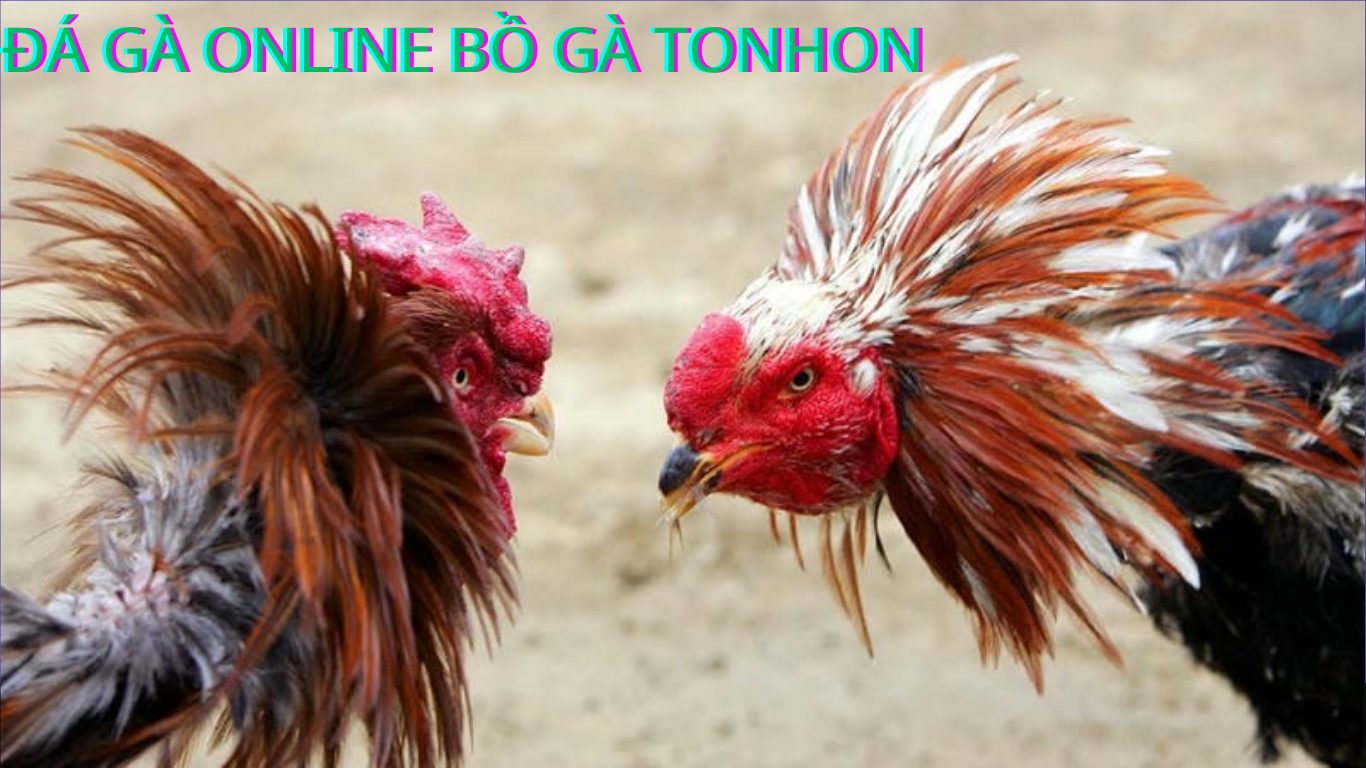 Cách Đăng Ký và Tham Gia Đá Gà Tại Bồ Gà Tonhon